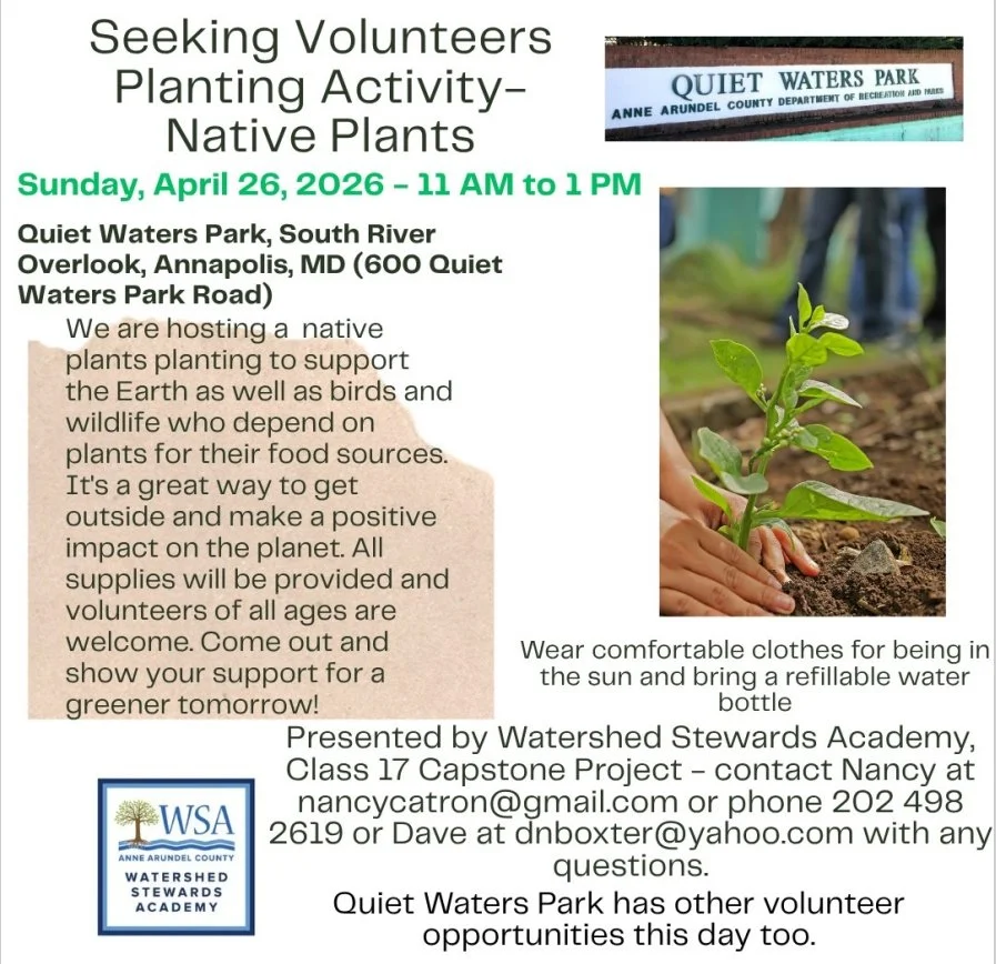 WSA Capstone: South River Overlook Planting at Quiet Waters Park