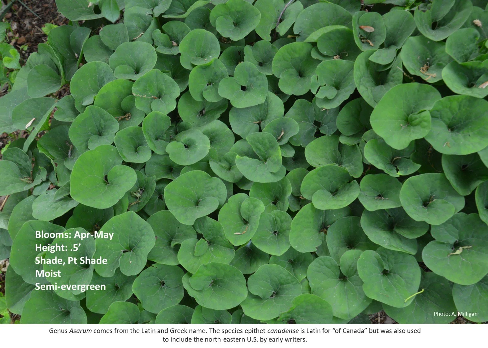 Latin for Gardeners: April 2026