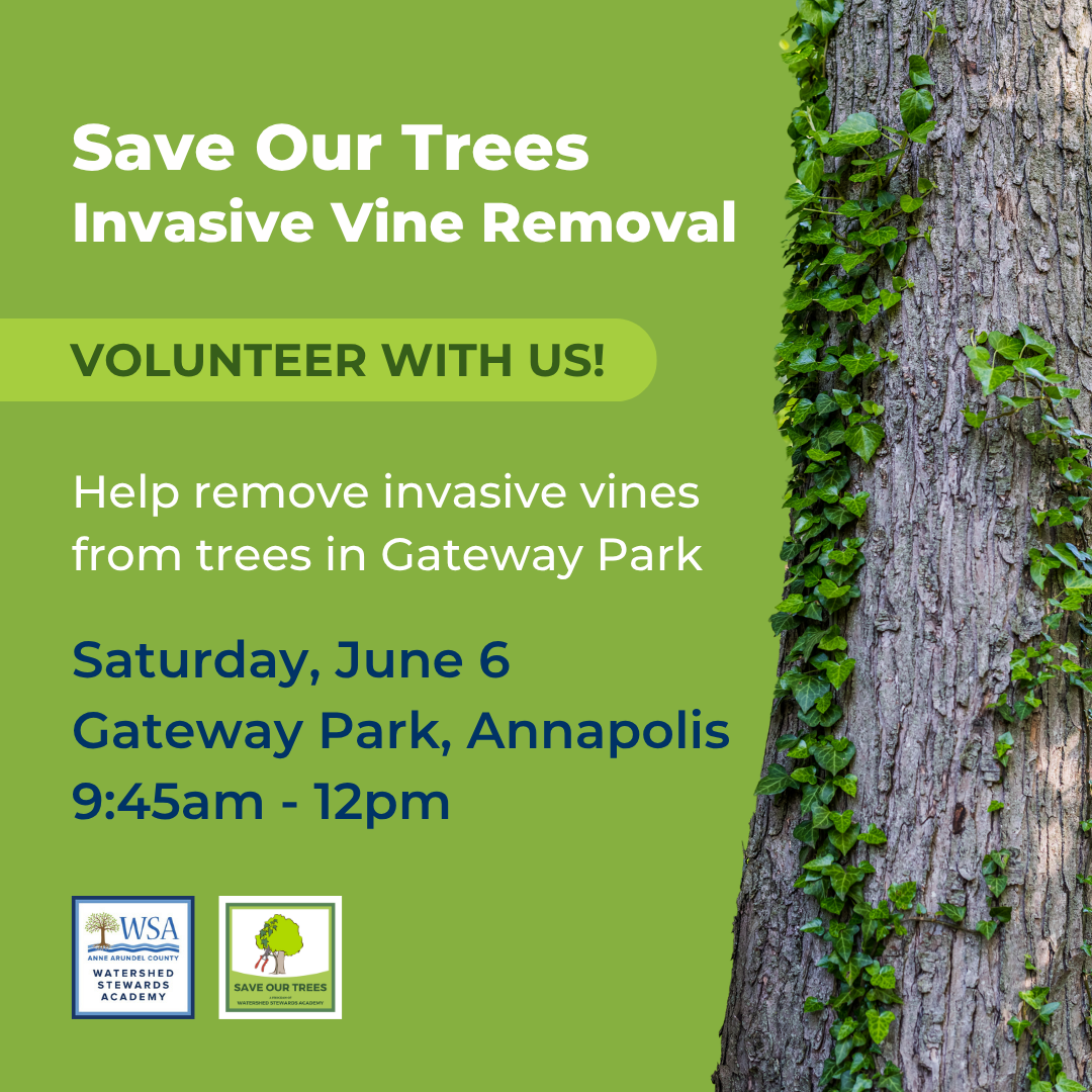 Gateway Park Invasive Ivy Removal with WSA's Save Our Trees