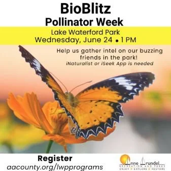 BioBlitz Pollinator Week with Anne Arundel Recreation and Parks
