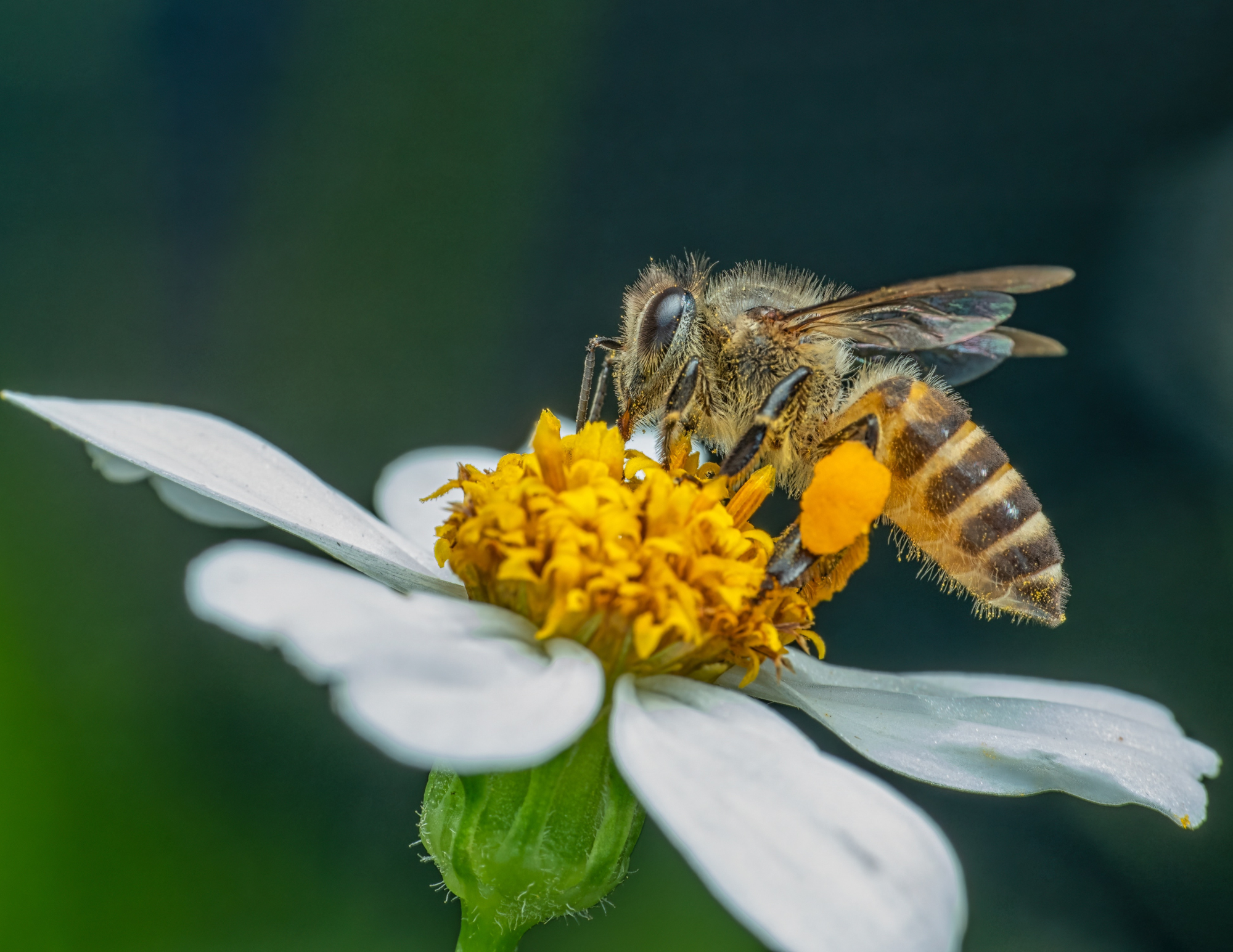 WSA's Summer Learning Series - Bee Safe Mosquito Control