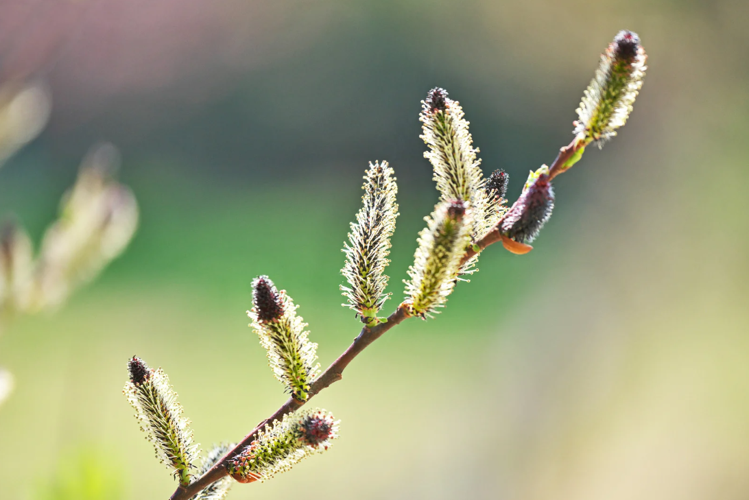 Latin for Gardeners: October 2021