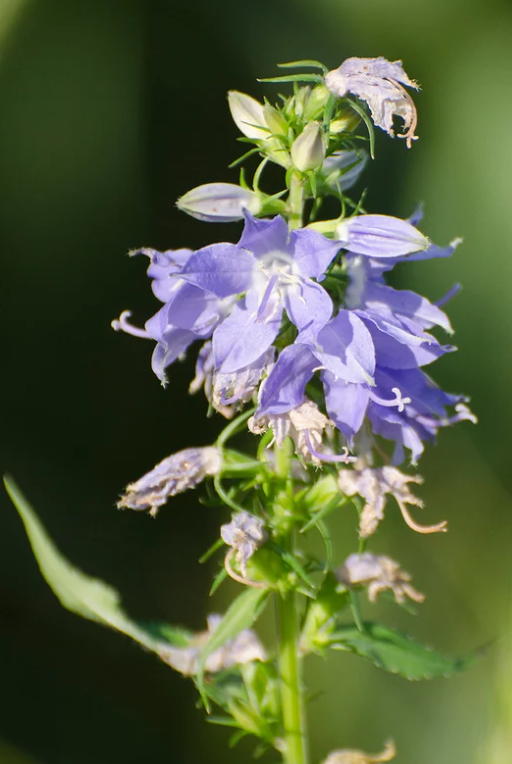 Latin for Gardeners: September 2019