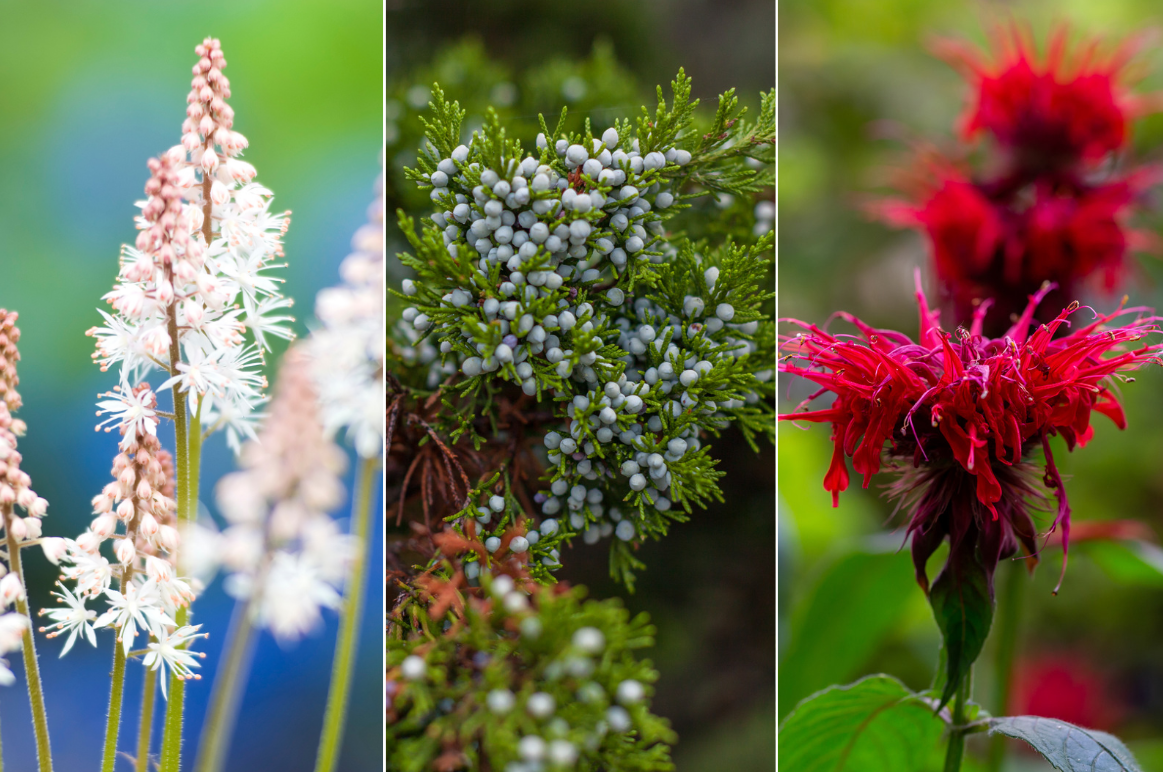 Latin for Gardeners: Test Your Knowledge