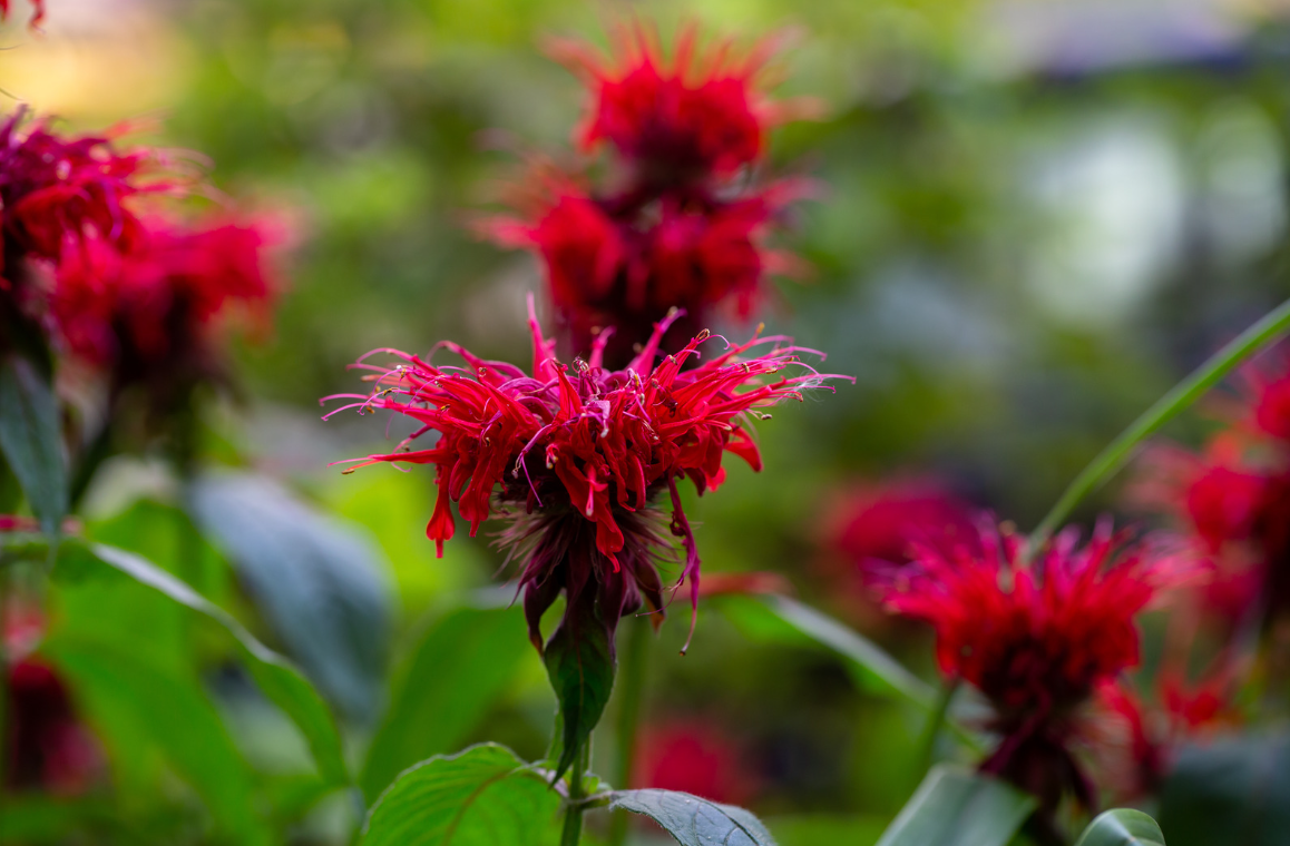 Latin for Gardeners: July 2018