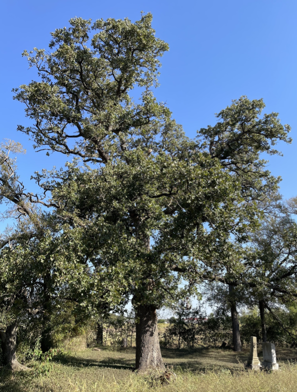 Latin for Gardeners: April 2022