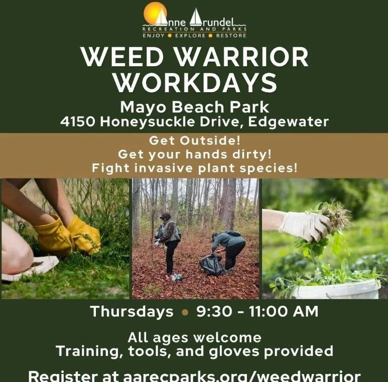 Weed Warrior Workdays - Mayo Beach Park