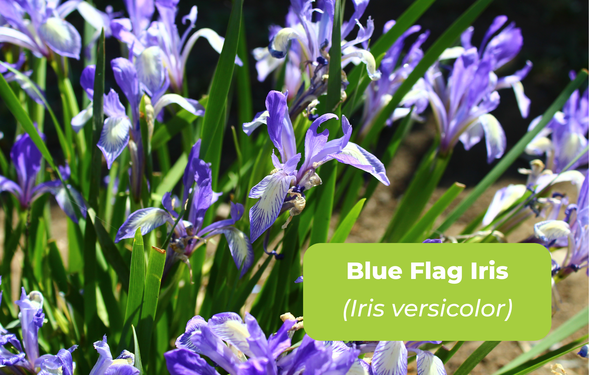 Native Plants for website (11 x 7 in) (2).png
