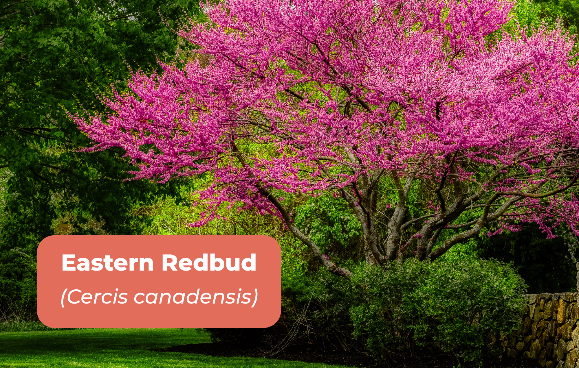 Native Plants for website (11 x 7 in) (1).png