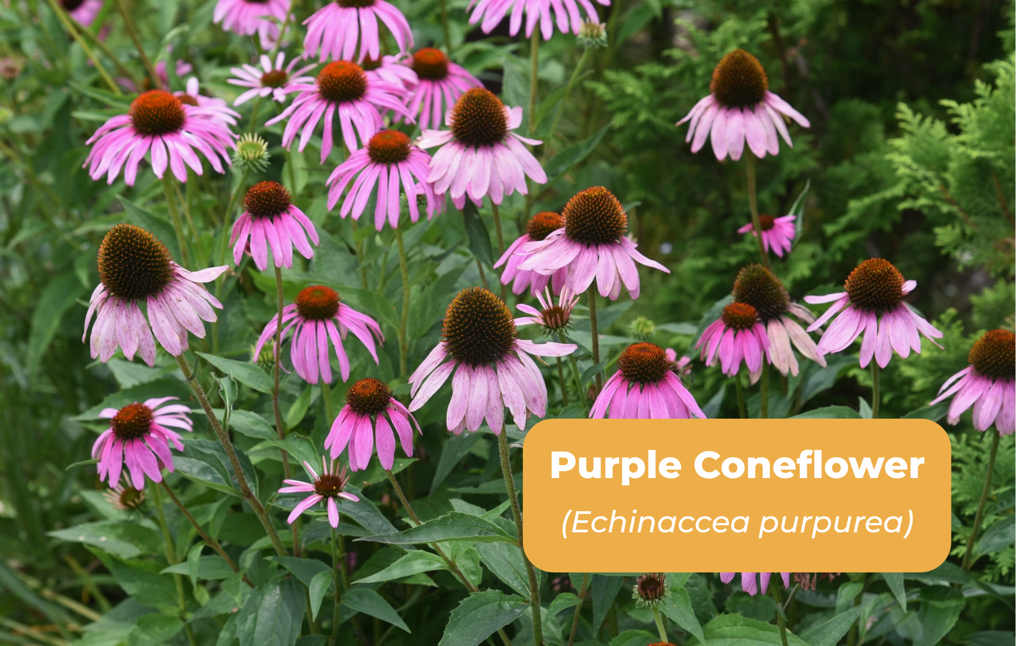 Native Plants for website (11 x 7 in) (3).png
