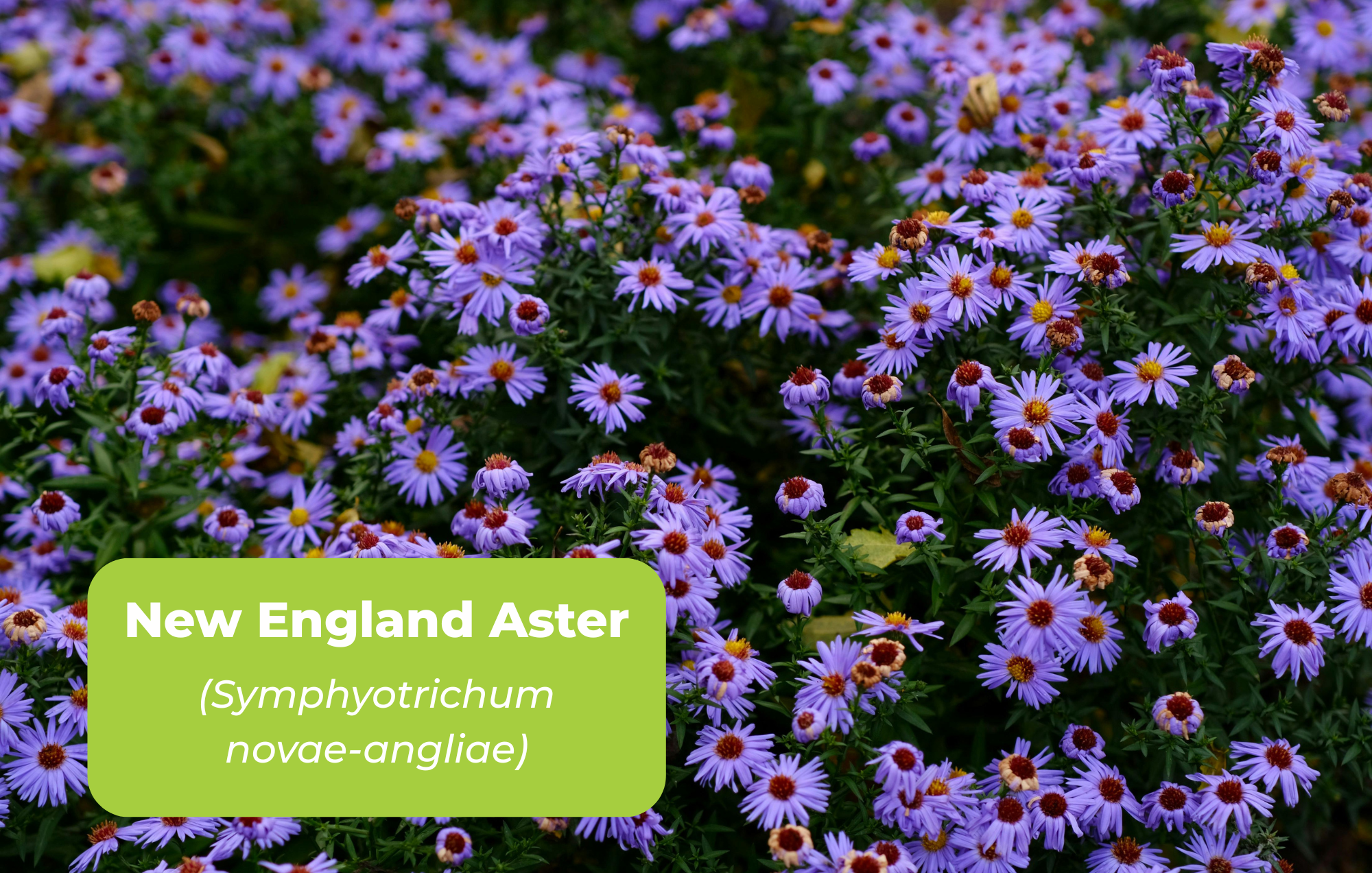 Native Plants for website (11 x 7 in) (5).png