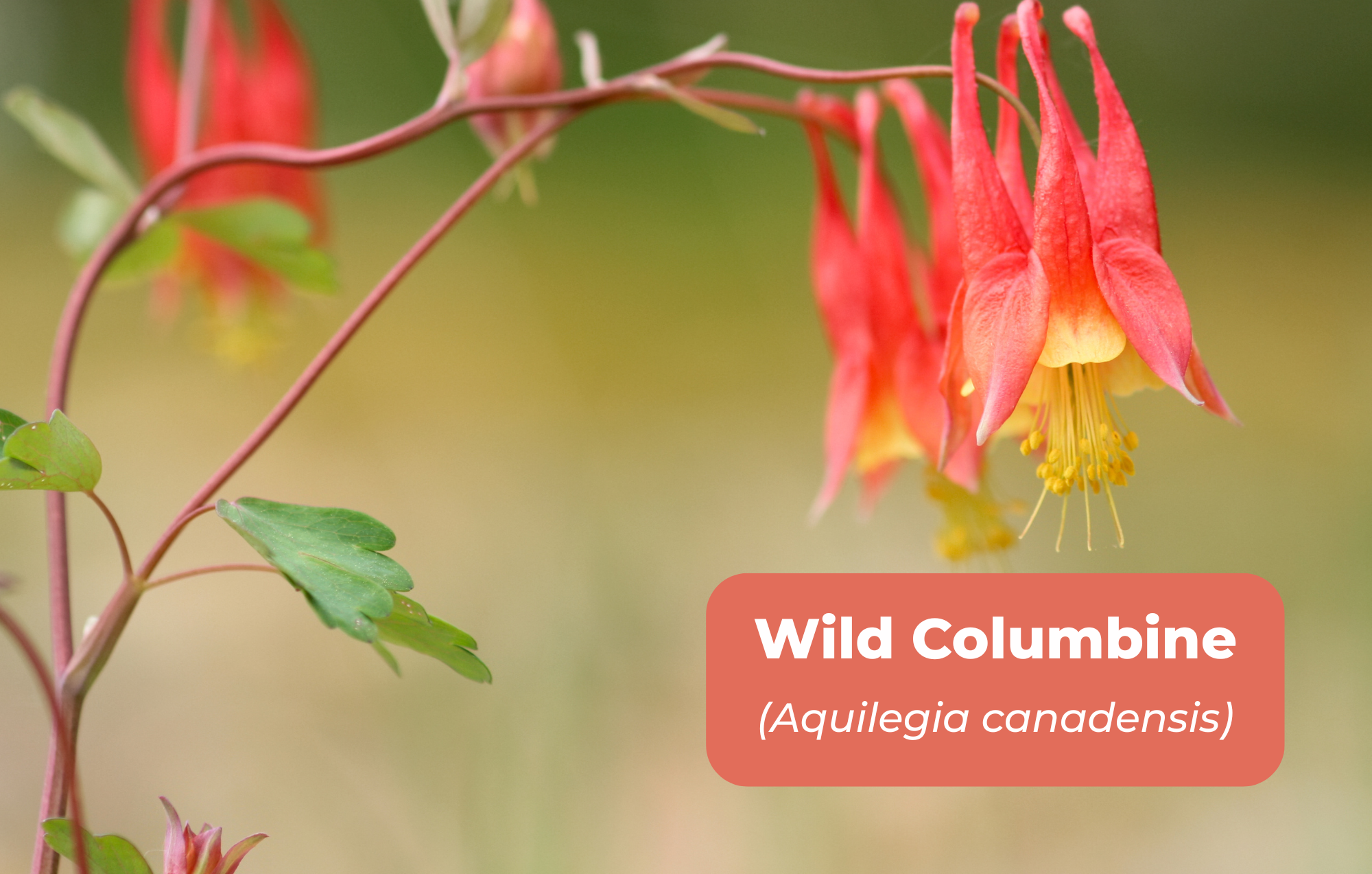 Native Plants for website (11 x 7 in) (7).png
