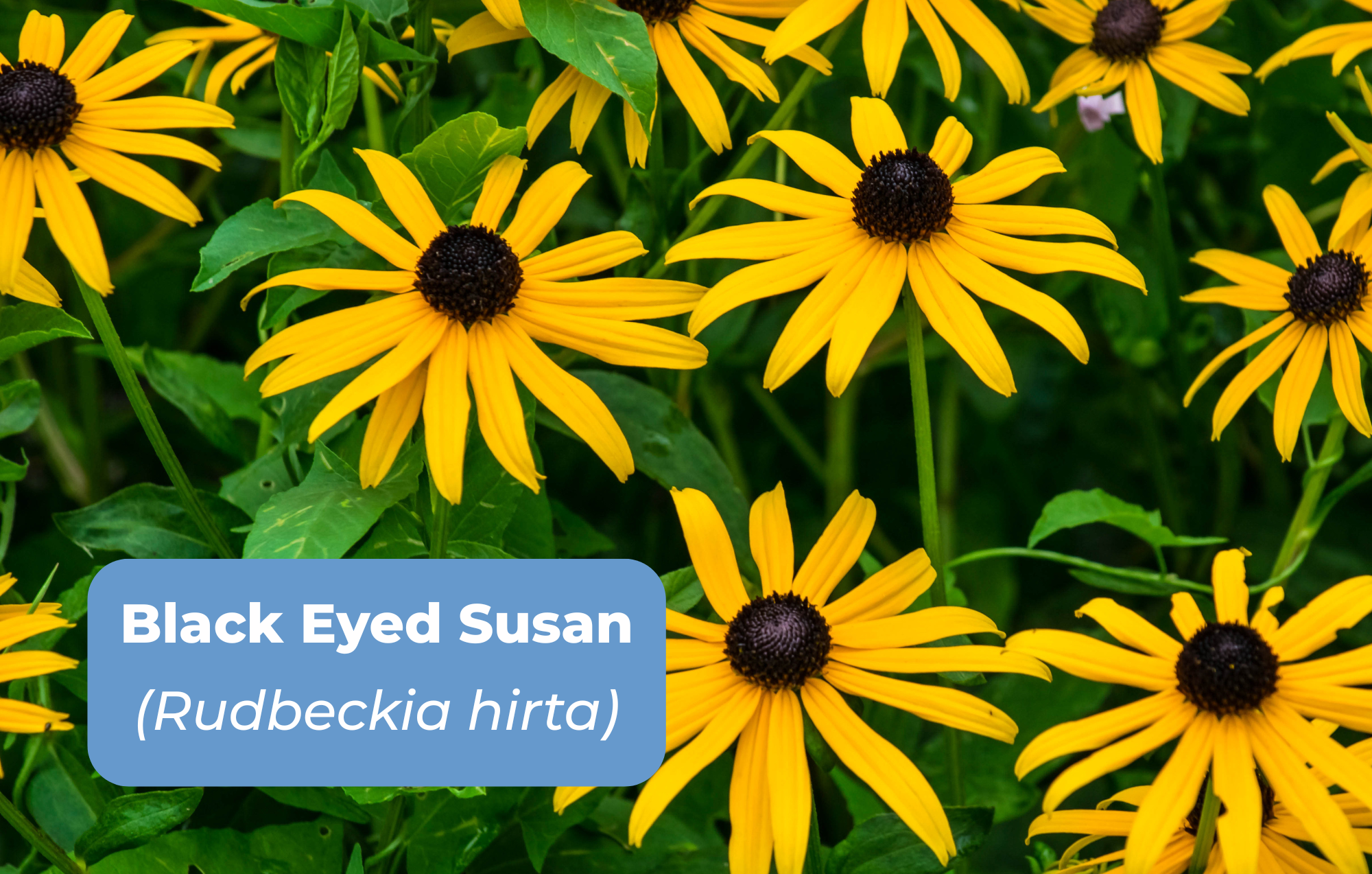 Native Plants for website (11 x 7 in).png