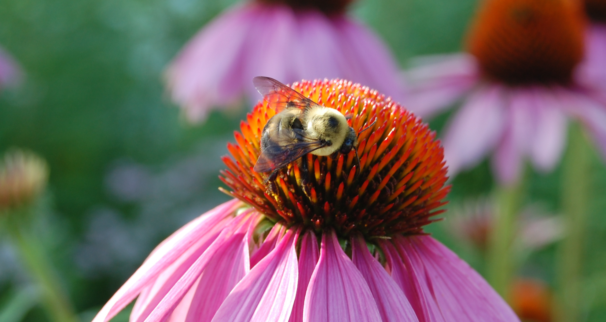 WSA's Summer Learning Series - Bee Safe Mosquito Control 