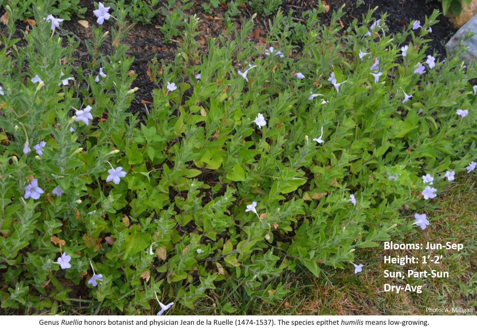 Latin for Gardeners June 2026: Fringed Wild Petunia