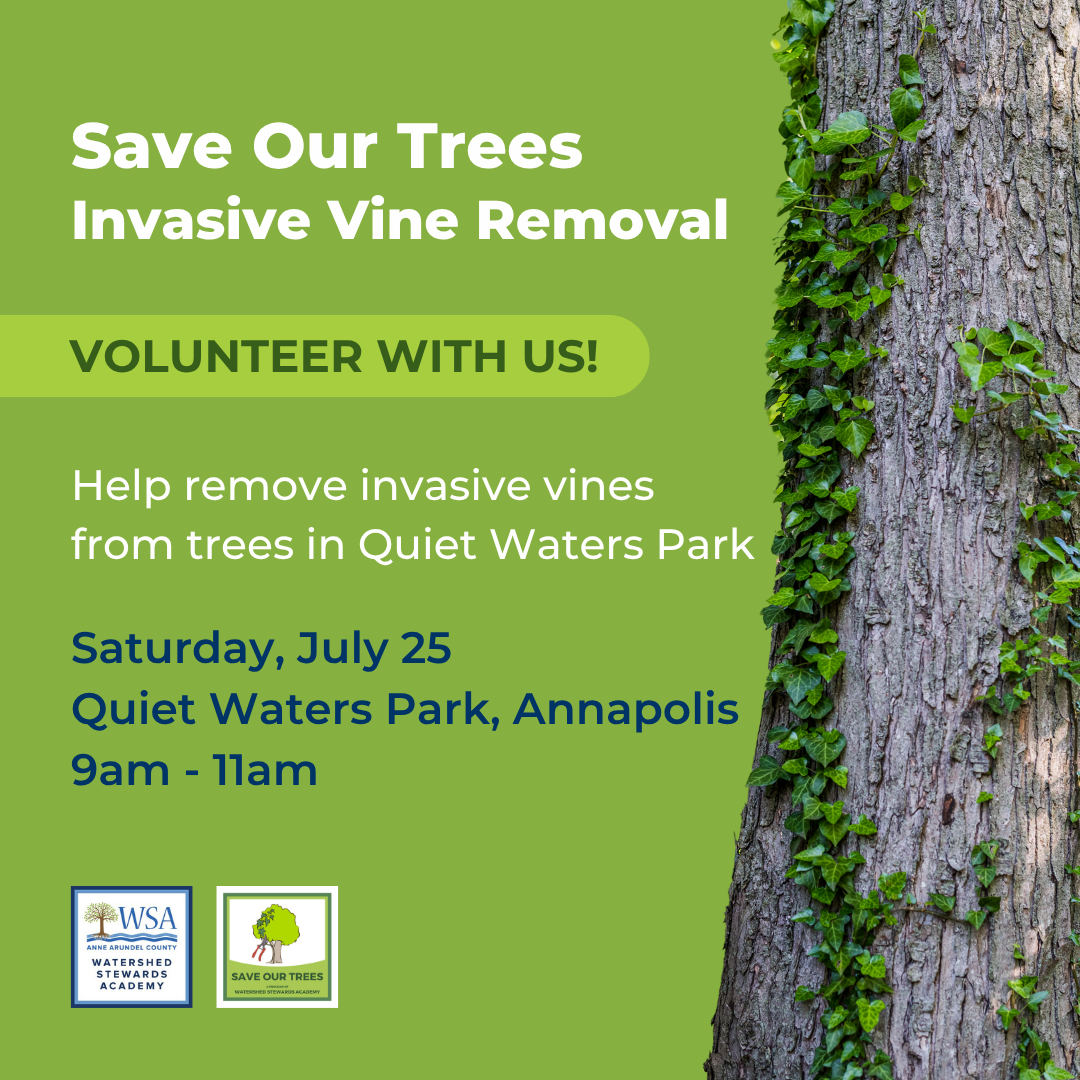 WSA's Save Our Trees | Quiet Waters Park Invasive Ivy Removal