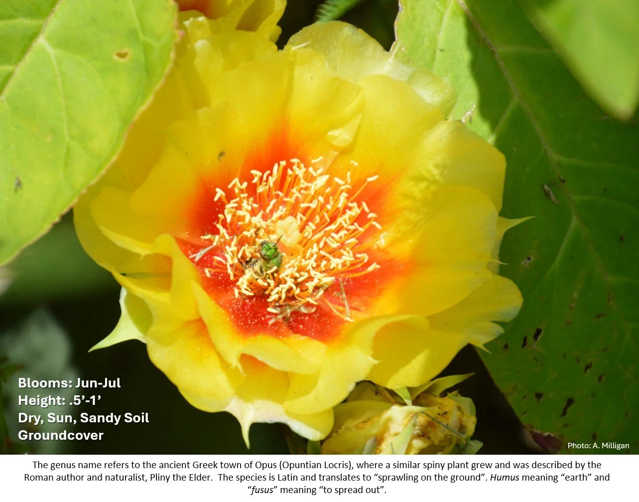 Latin for Gardeners July 2026: Eastern Prickly Pear Cactus