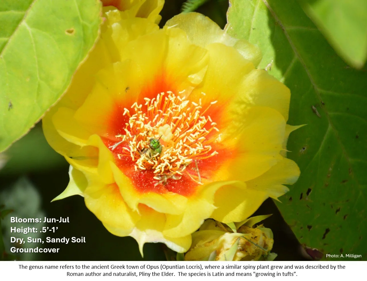 Latin for Gardeners July 2026: Eastern Prickly Pear Cactus