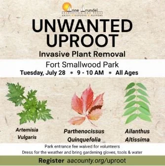 AACO Rec and Park | Unwanted Uproot Invasive Plant Removal