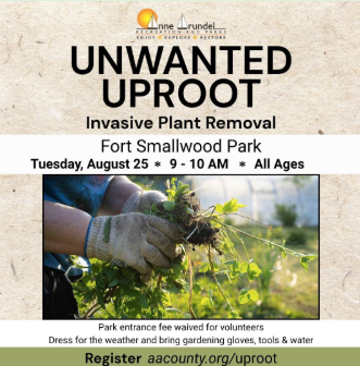 Unwanted Uproot Invasive Plant Removal | Anne Arundel Recreation and Parks