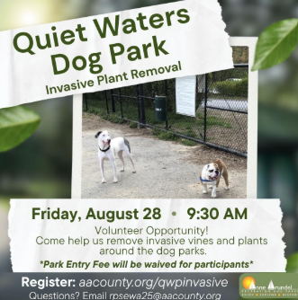 Invasive Plant Removal at Quiet Waters Dog Park