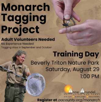 Monarch Tagging Project | Anne Arundel Recreation and Parks