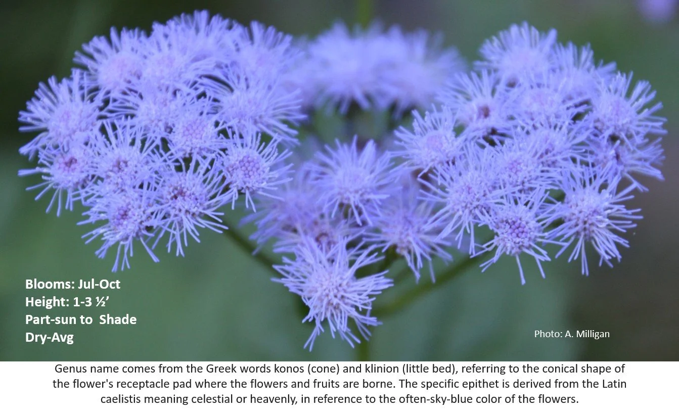 Latin for Gardeners August 2026