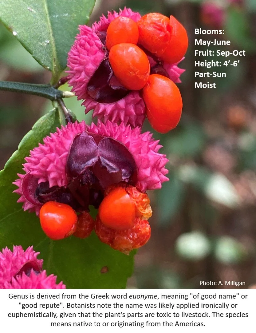 Latin for Gardeners October 2026