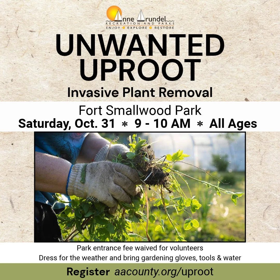Anne Arundel County | Invasive Plant Removal