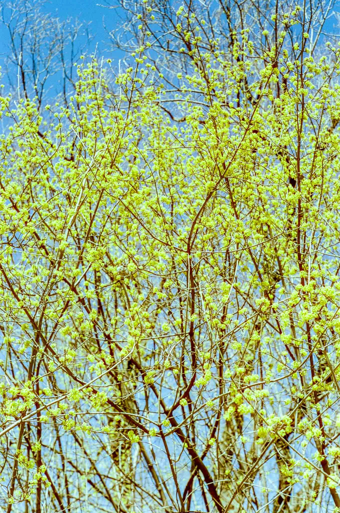 Flowers-Central-Park.jpg