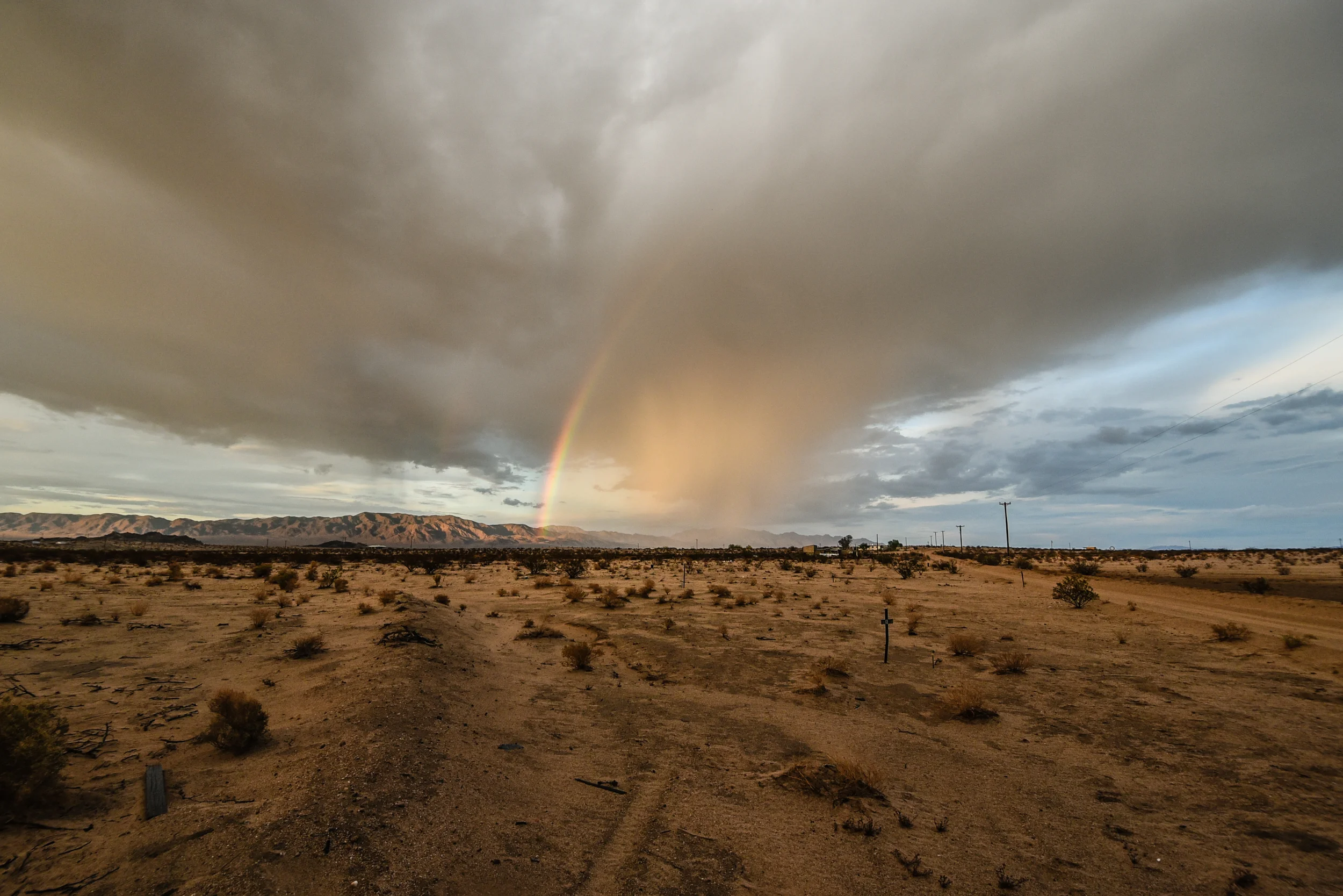 joshua tree, rainbow joshua tree, palm desert, mojave desert, desert storm, ashley marie myers