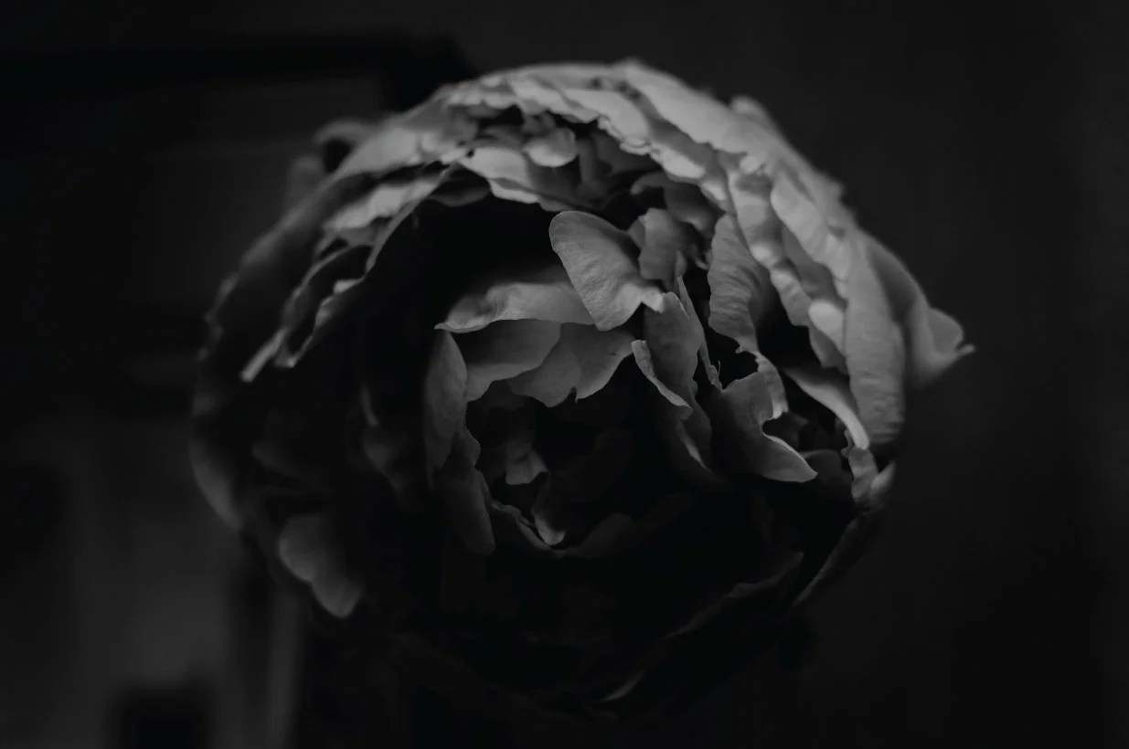 Peonies in the morning light