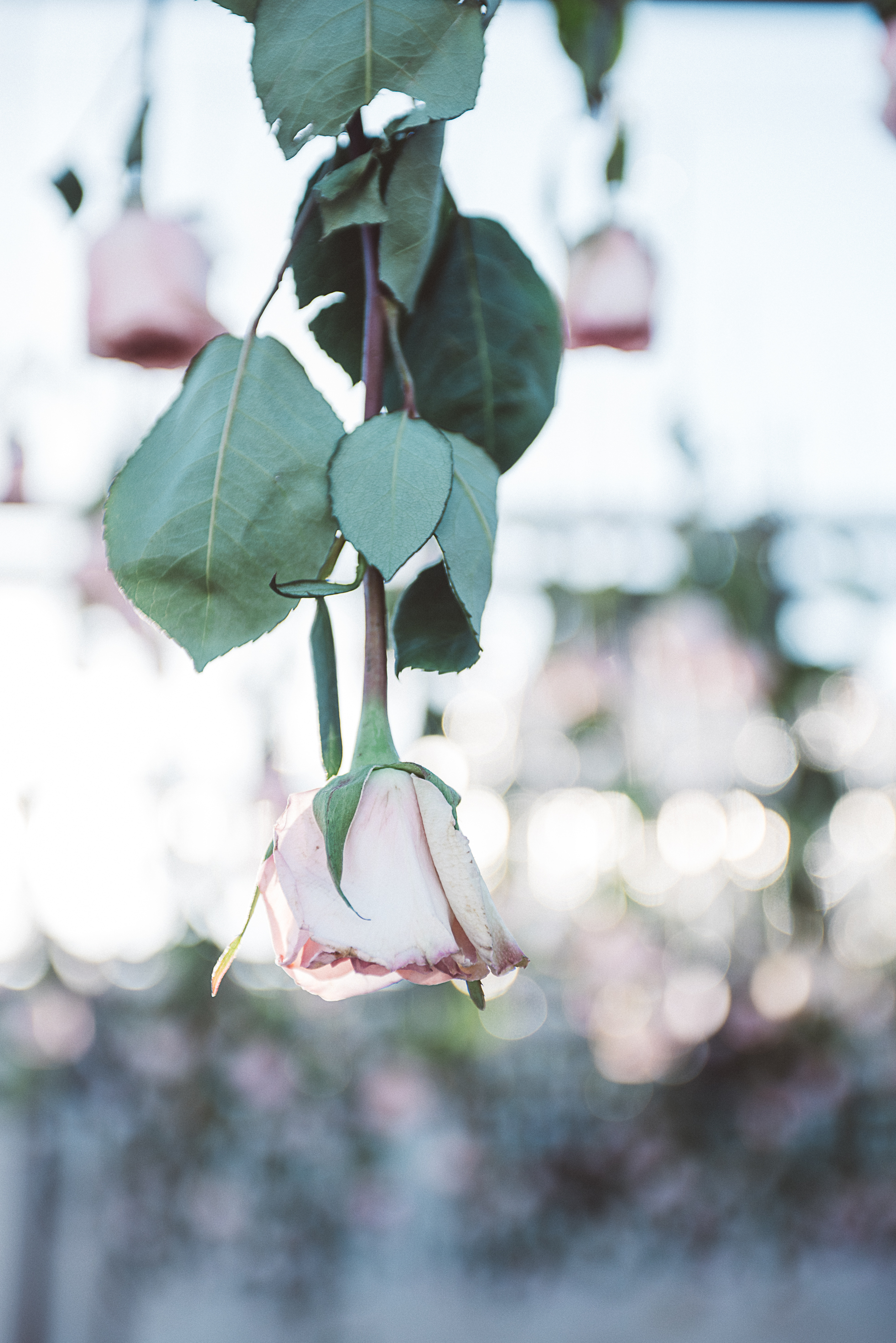las vegas cosmopolitan wedding, las Vegas wedding, las vegas elopement, vegas wedding, vera wang wedding dress, handsome groom, beautiful bride, las vegas wedding photography, wedding inspiration, 1,000 roses, roses, simple wedding, classic wedding, vintage wedding, wedding photographer, ashley marie myers