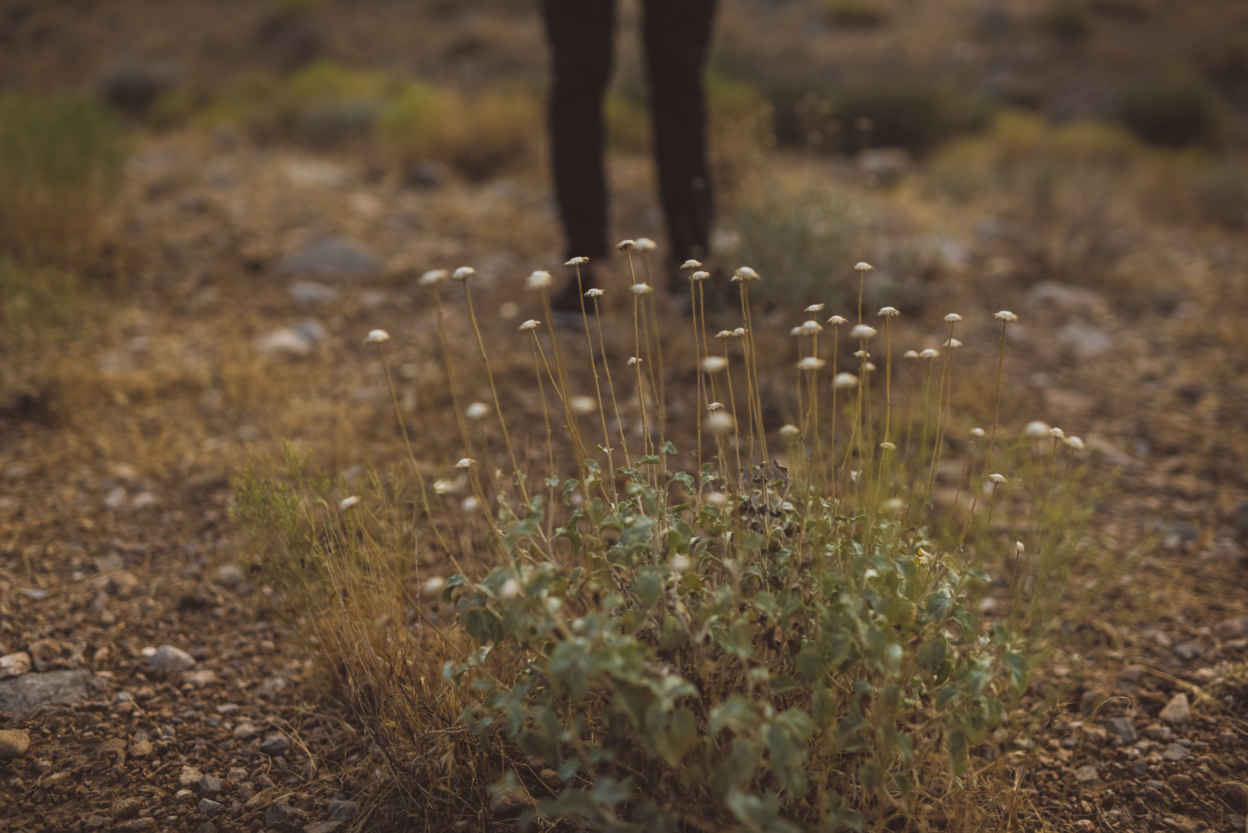 FLora Pop Desert Ceremony Red Rock Las Vegas Photography by Ashley Marie-209.jpg