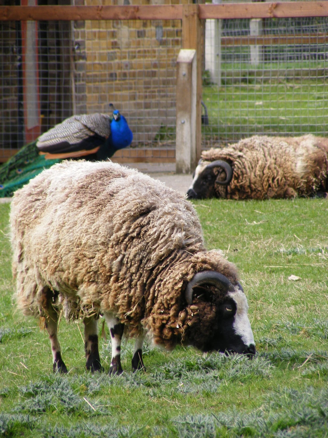 1 sheep, 2 sheep, blue sheep. wait...no..jpg