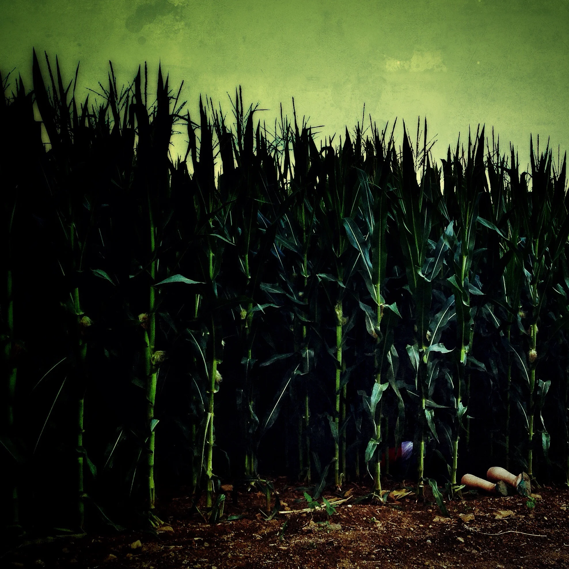 #deaddenah of the corn , 2014 Alstede Farms, New Jersey