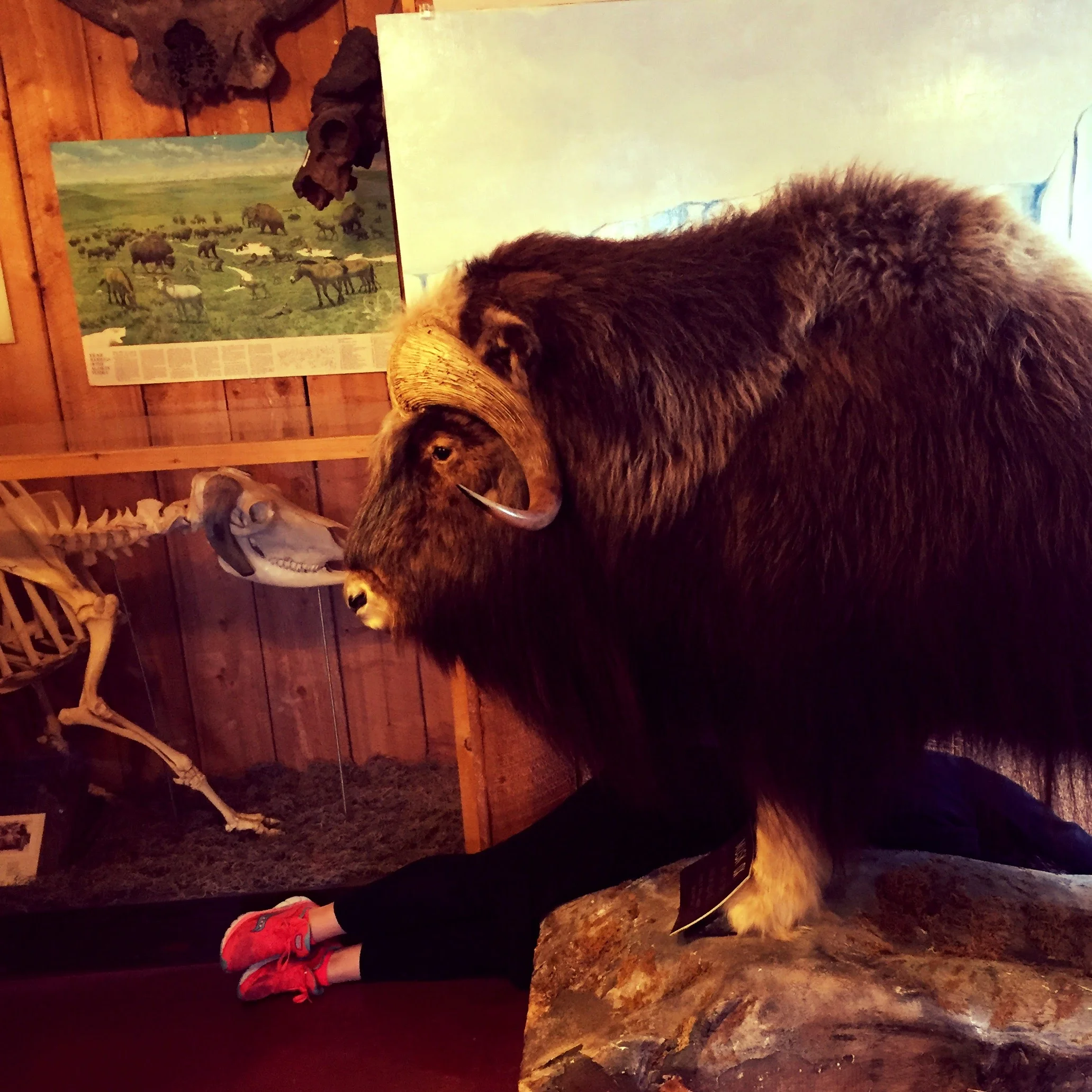    # deaddenah into the wild , 2016  Palmer, Alaska 