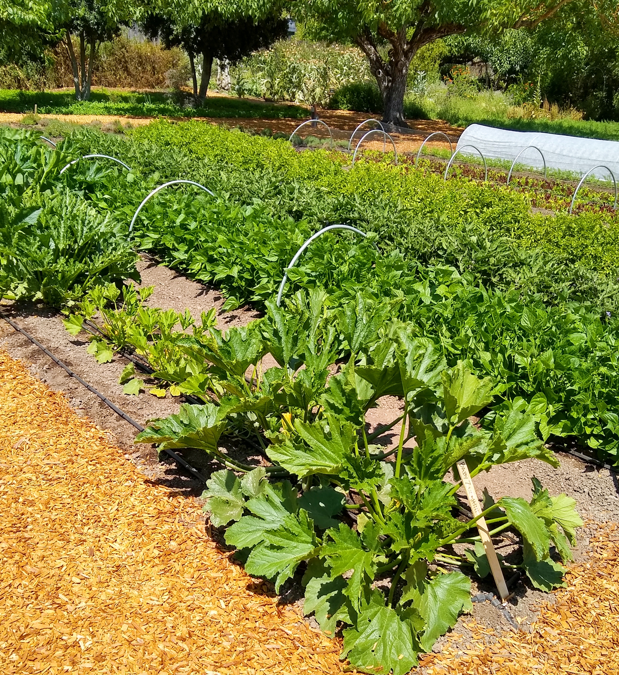 Exotic greens for the five-star meals they serve