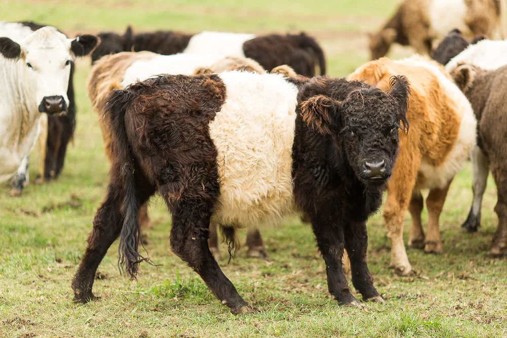 Arius-Photo-Karl-Family-Farms-Free-Range473.JPG