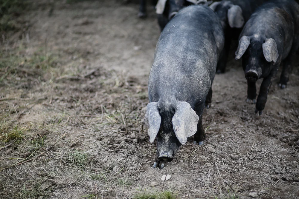 Arius-Photo-Karl-Family-Farms-Free-Range511.JPG