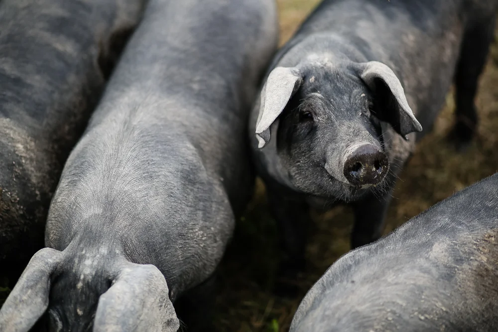 Arius-Photo-Karl-Family-Farms-Free-Range513.JPG