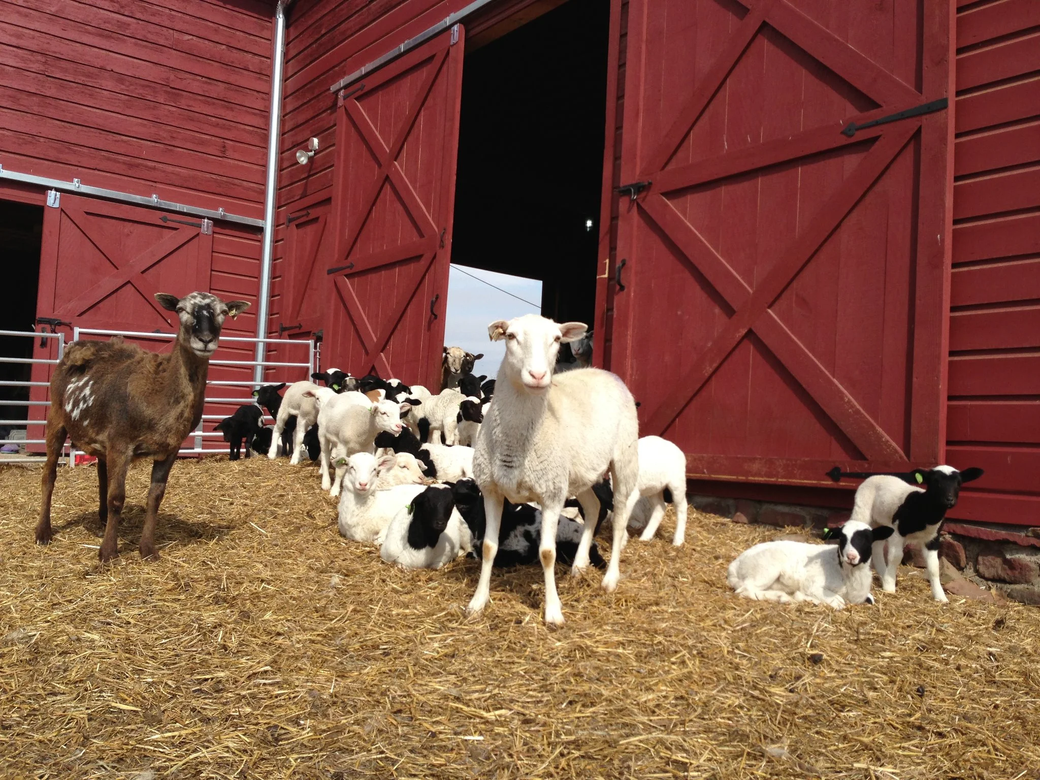 sheepbarn copy.jpg