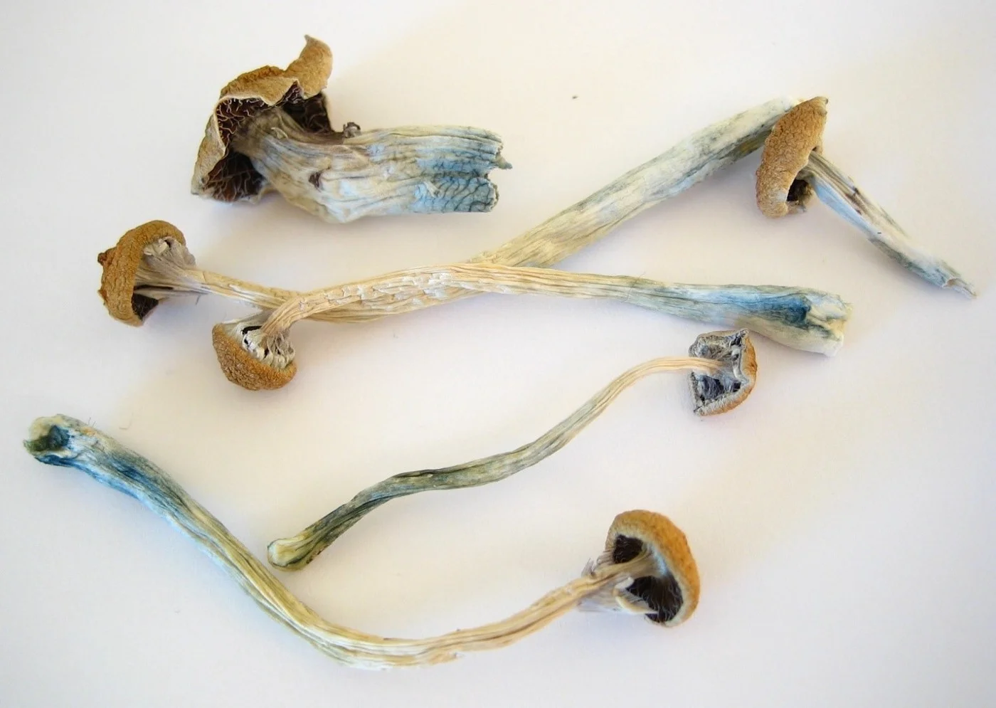 Examples of the dried Psilocybe mexicana used by curandera Sabina.