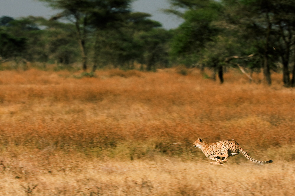 Cheetah4170c.JPG