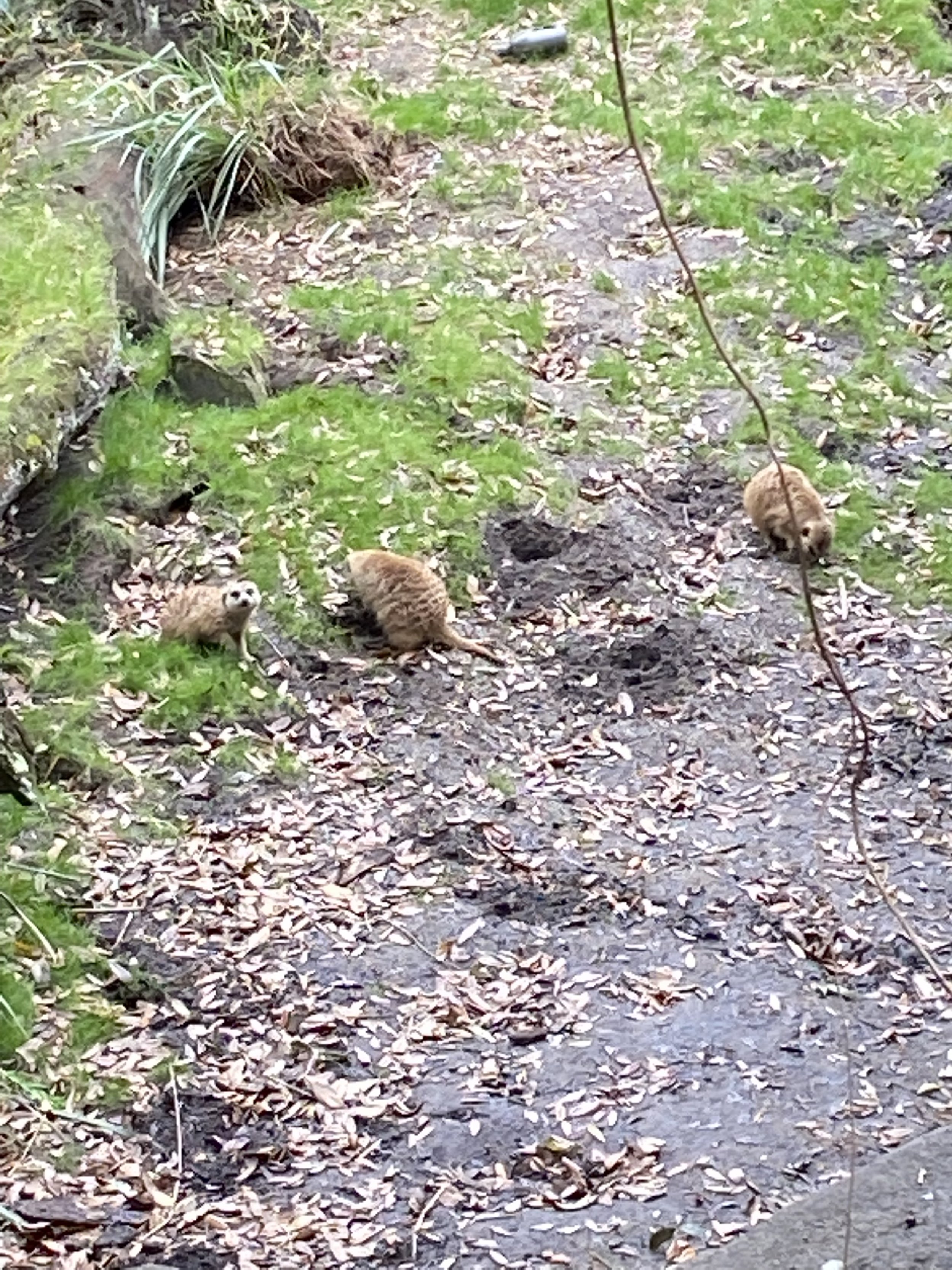  My favorite animals at Disney’s Animal Kingdom are the meerkats, they are so funny - cute too! They were surprised to see us appear from a backstage area.  