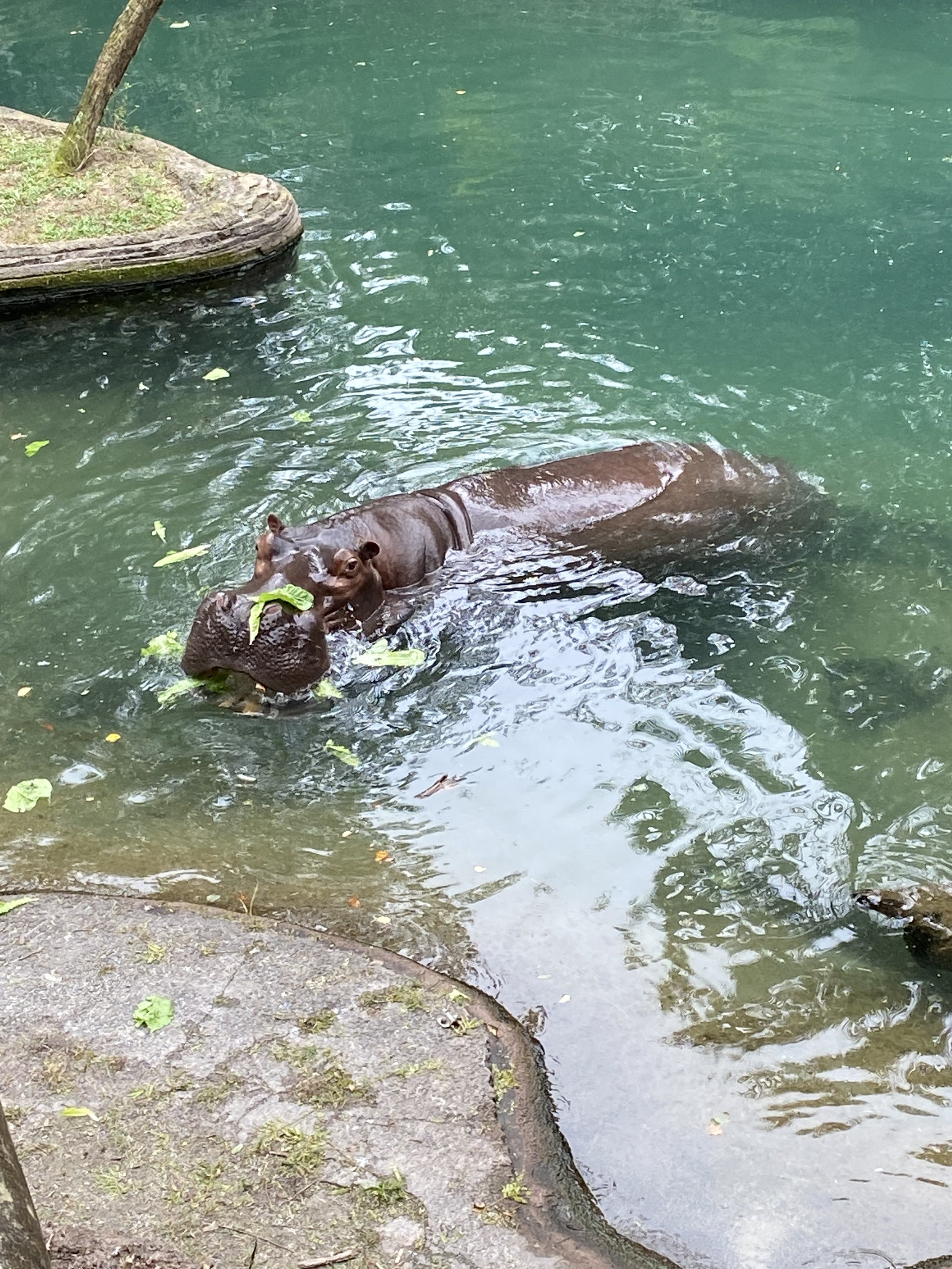  We were joined by some of the hippo caretakers who shared some fun facts with us. They brought some lettuce and watermelon with them so we could watch them enjoy a snack.     Hippos eat a whole watermelon with the same effort as a person eating a co