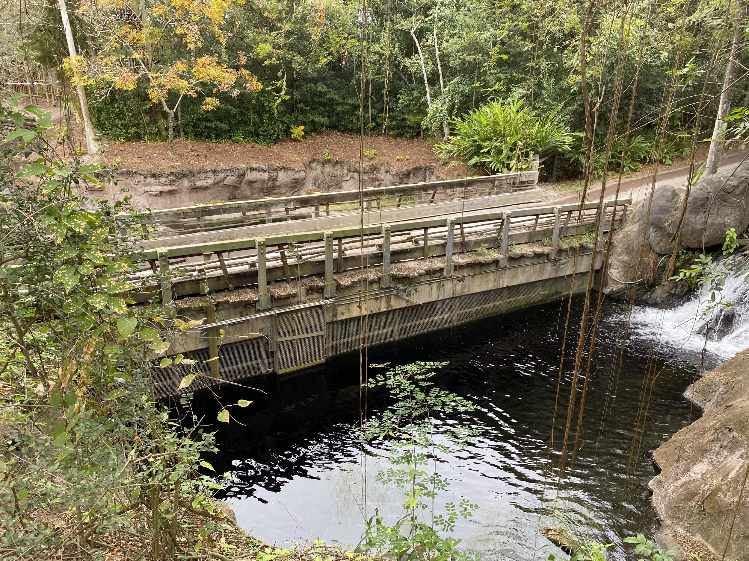  It’s pretty cool to see part of Kilimanjaro Safaris from a different angle. This is the noisy bridge the safari vehicles go over.  