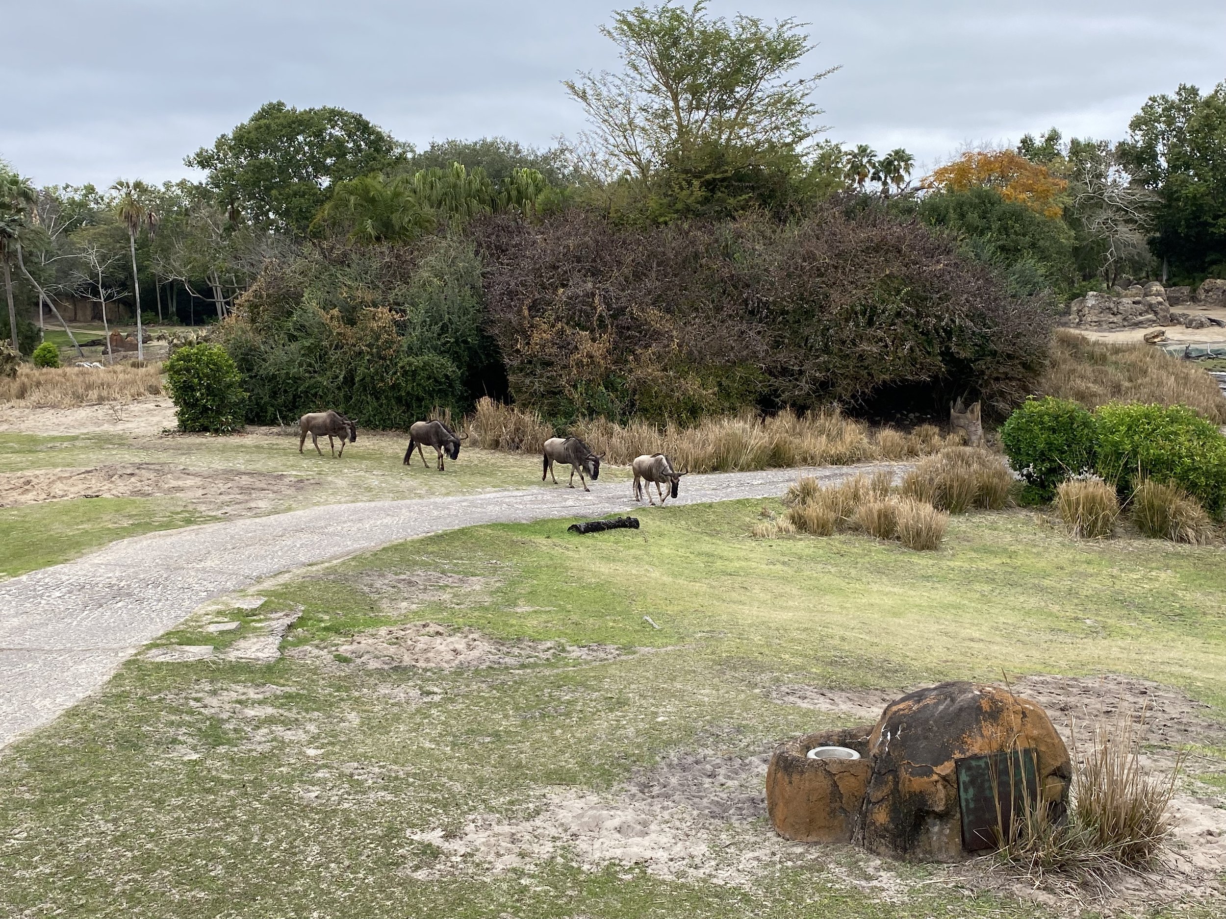  While our guides were preparing lunch we were able to photograph  the animals and take photos.    When you ride Kilimanjaro Safaris, you don’t get to spend a lot of time on the savanna, it’s more of a summary of the savanna..     But when you’re her