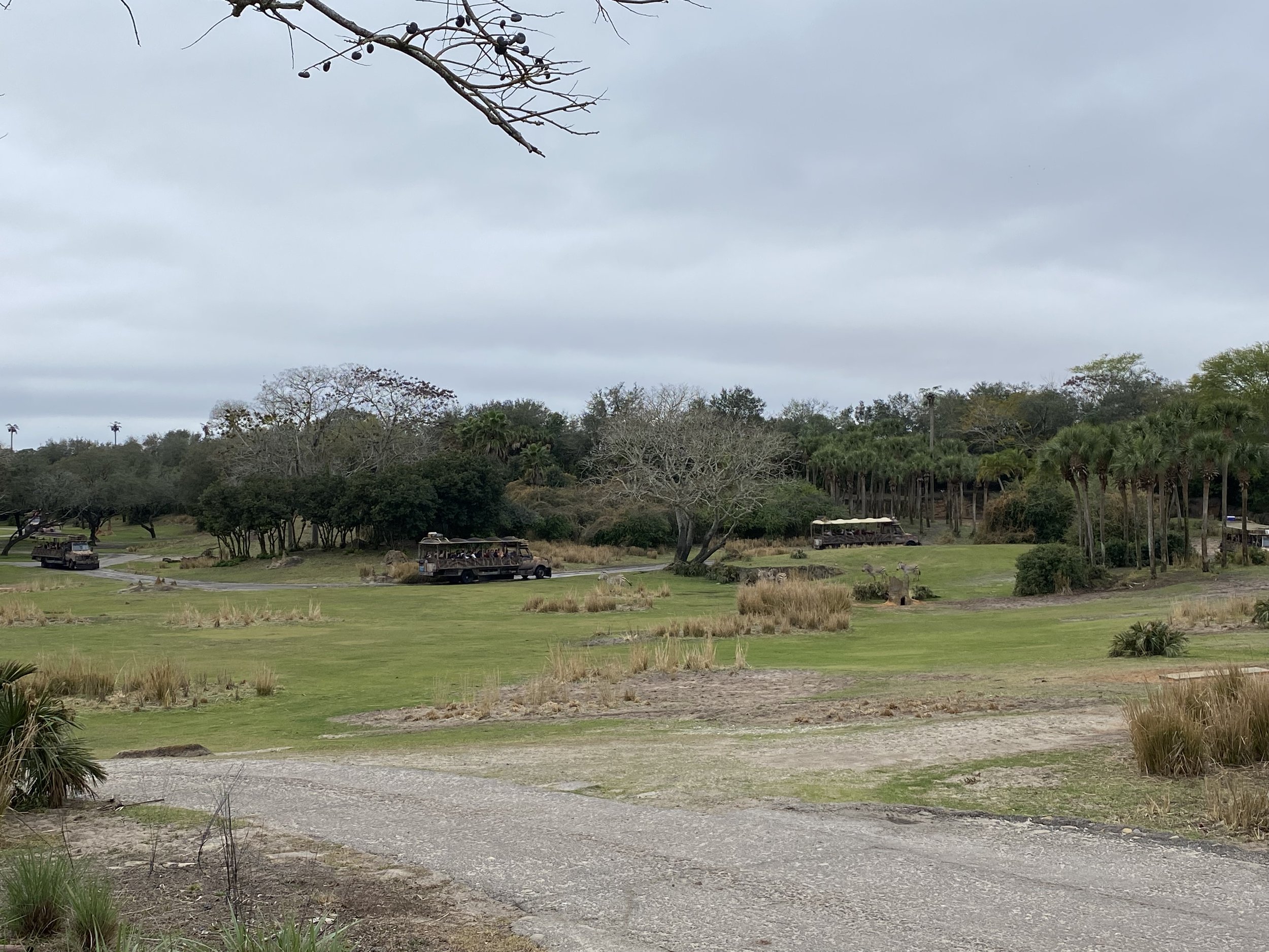  I was really surprised to see how many animals wander all over the savanna. Whenever I was on the ride, I just assumed the animals had their little zone and pretty much stayed in one place. Not true!     Many of them migrate by nature, so they need 