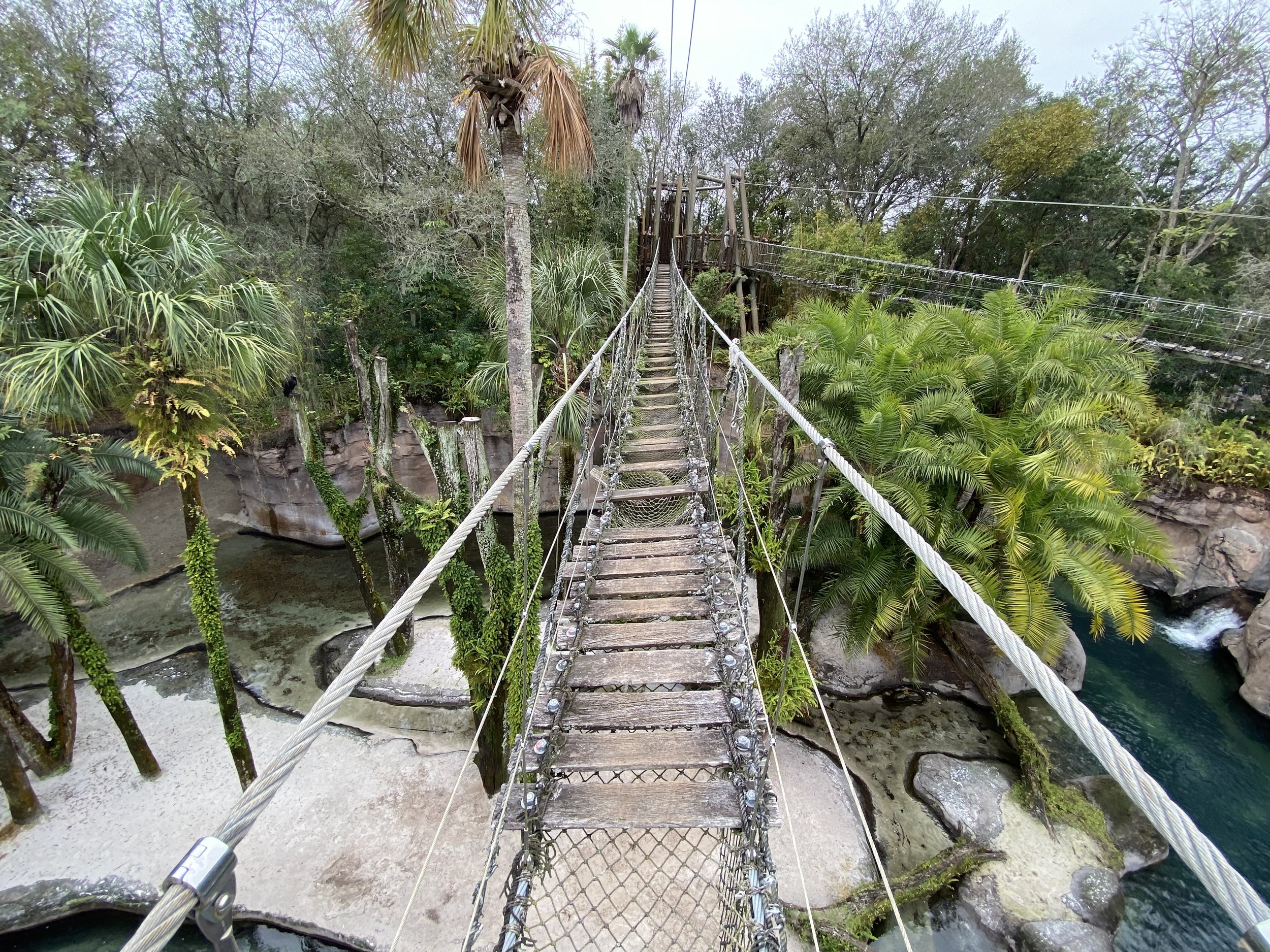  This is the first of 2 bridges. First you’ll pass over  more hippos. The second bridge takes you over the crocodile habitat.  